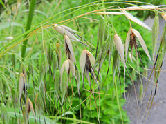 烏麦 （からすむぎ）茶挽草（ちゃひきぐさ）２