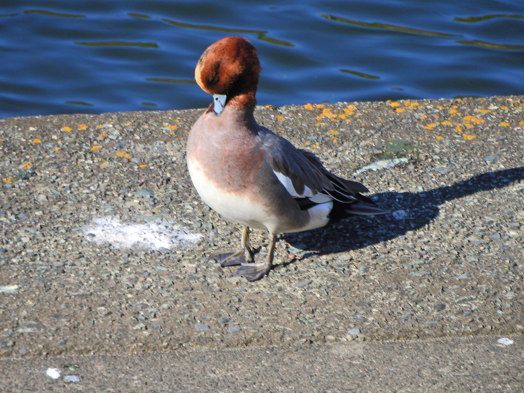 ヒドリガモ　さん　２