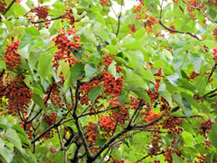 飯桐 　（いいぎり） 南天桐　（なんてんぎり）３