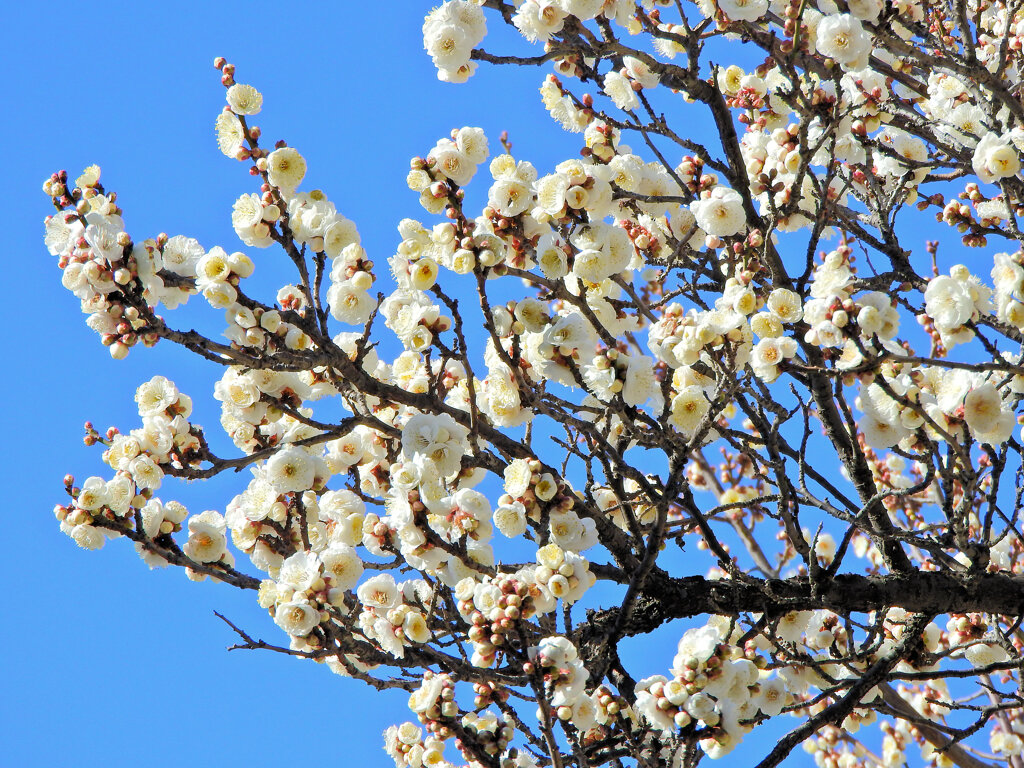 今日の白梅　１