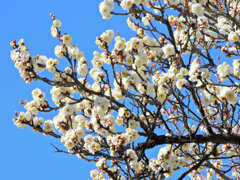 今日の白梅　１