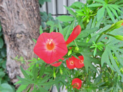 「羽衣縷紅草」 （はごろもるこうそう）３