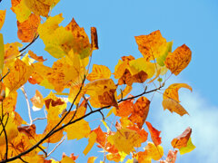 百合の木 （ゆりのき）の紅葉　２