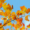 百合の木 （ゆりのき）の紅葉　２