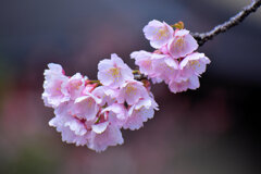 大寒桜（おおかんざくら）１