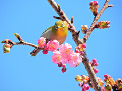 サクジロー　ヨコハマヒザクラ（横浜緋桜)にメジロさん１１