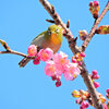 サクジロー　ヨコハマヒザクラ（横浜緋桜)にメジロさん１１