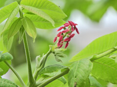 オニグルミ（鬼胡桃）の花　４