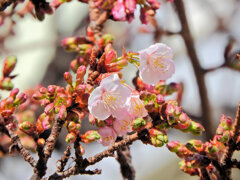 今日の寒桜　５