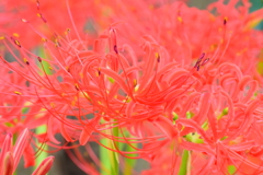 彼岸花１