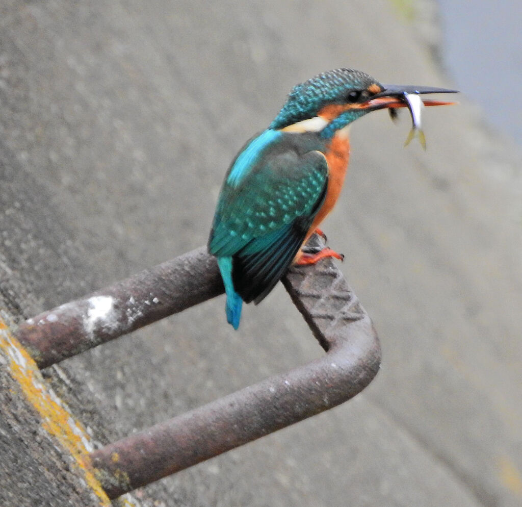 翡翠さんお魚get　１