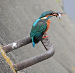 翡翠さんお魚get　１