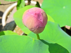 蓮の花　８