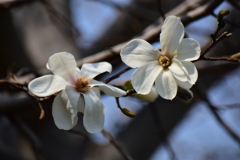 辛夷の花　２