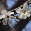 辛夷の花　２