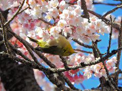 サクジロー　４