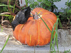 Halloween　１