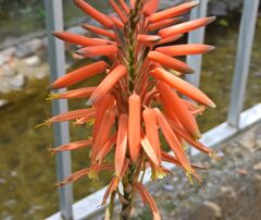 アロエの花　６