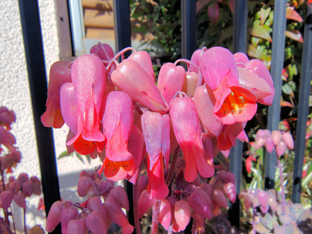 カランコエ　胡蝶の舞　（多肉植物）６