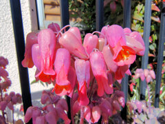 カランコエ　胡蝶の舞　（多肉植物）６