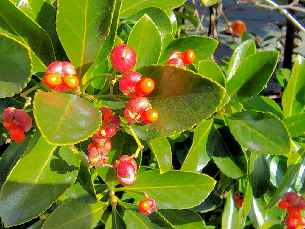 柾 （まさき）の実　１