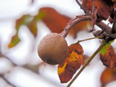 紅花栃の木 （べにばなとちのき）の実　2/4