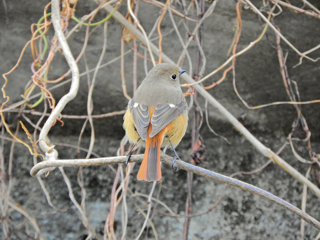 ジョビ子　さん　こっち向いてぇ　３