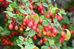鈴なり夏茱萸（ナツグミ）⑧