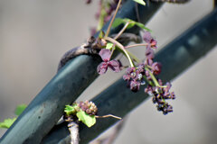 三つ葉木通（ミツバアケビ）の雌花、雄花　６