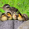 カルガモの一家　雛6羽　無事です　２