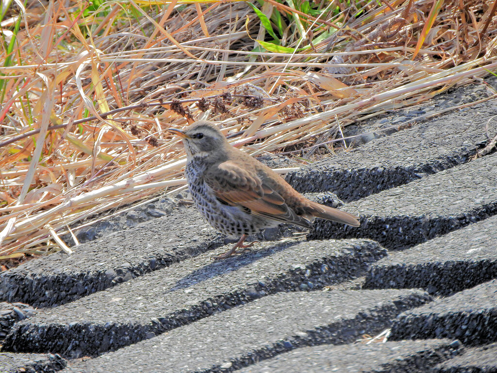 やっと出逢えた　ツグミ　さん　1/2
