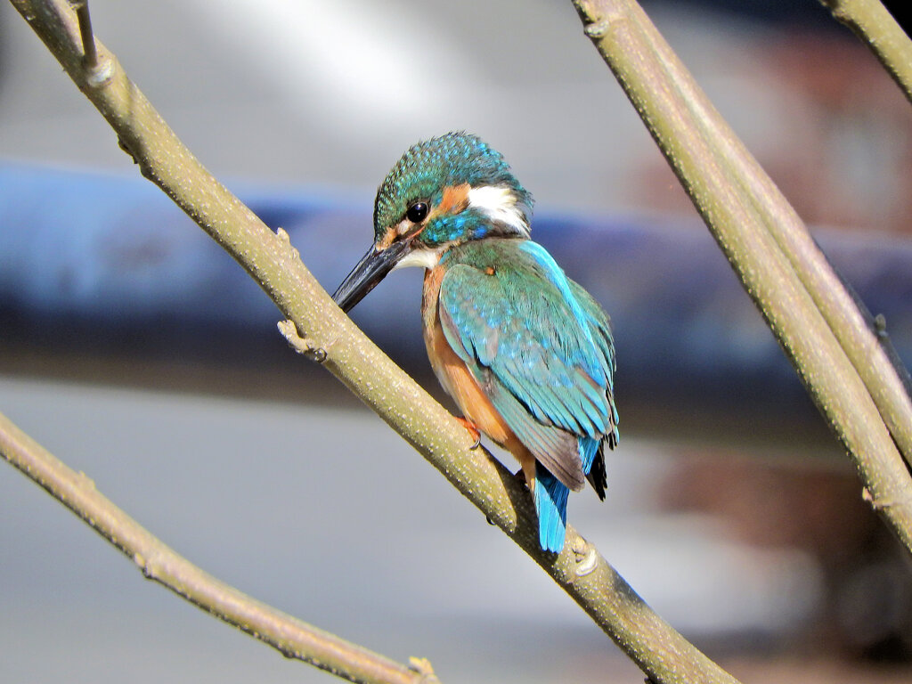 今日のカワセミ　さん　♂　７