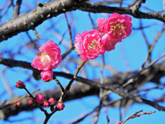 紅梅が開花　１