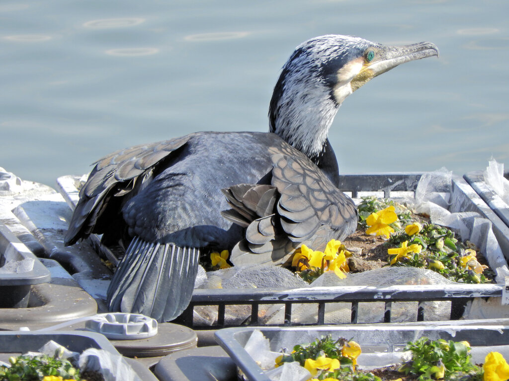 等々力緑地公園・・釣り堀池・・花イカダで　カワウ　４