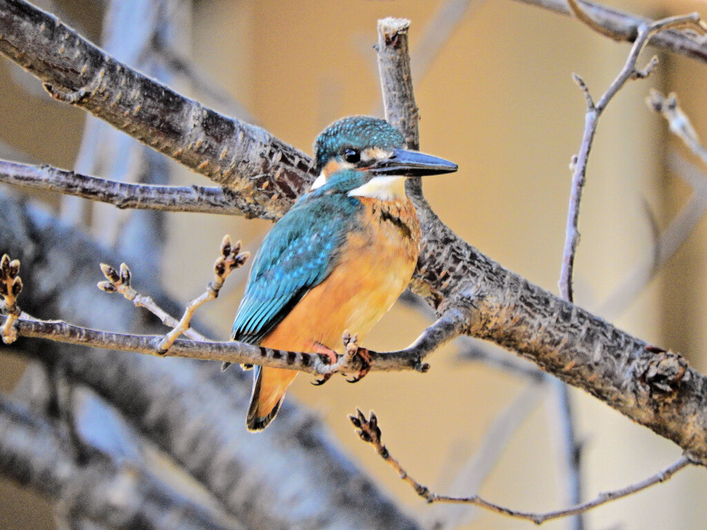 今日のカワセミ　さん　♂　６