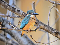 今日のカワセミ　さん　♂　６