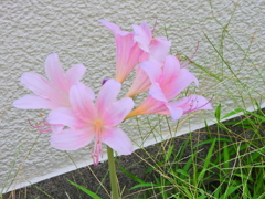 夏水仙 （なつずいせん）   （リコリス）４