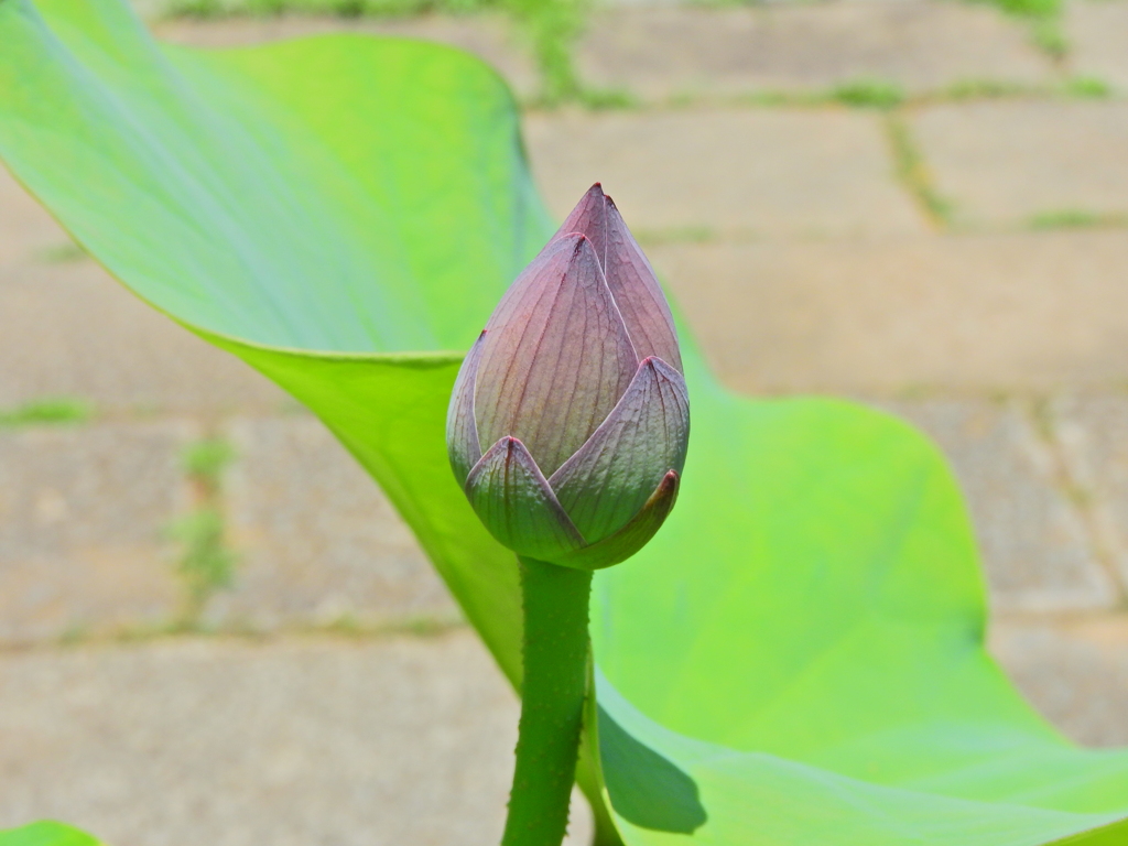 蓮　１