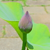 蓮　１
