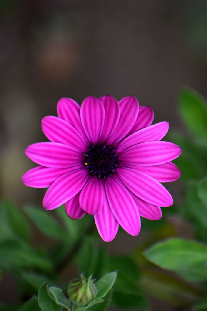 オステオスペルマム　2/3