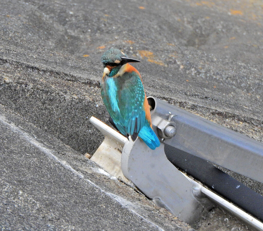 久々のカワセミ　さん　１