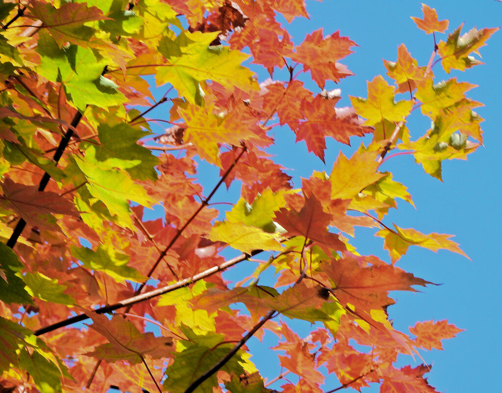 カエデの紅葉　６