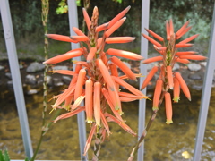 アロエの花　１