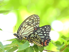 アカボシゴマダラ チョウ目　タテハチョウ科　コムラサキ亜科　５