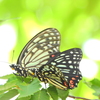 アカボシゴマダラ チョウ目　タテハチョウ科　コムラサキ亜科　５