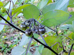 アメリカ犬鬼灯の実　２
