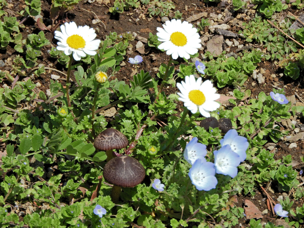 公園の花壇に謎のキノコ　５