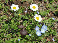 公園の花壇に謎のキノコ　５