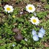 公園の花壇に謎のキノコ　５