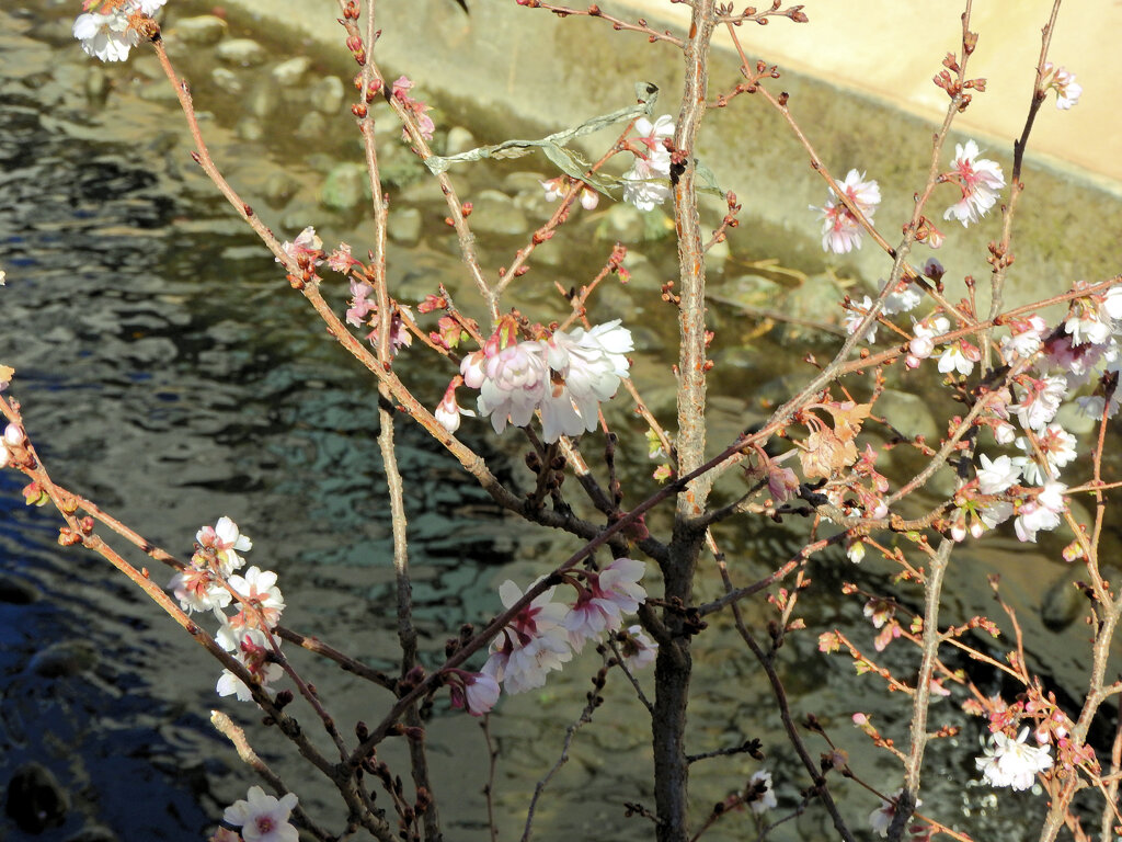二ヶ領用水路で　十月桜　２